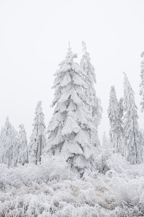 frosted winter wonderland